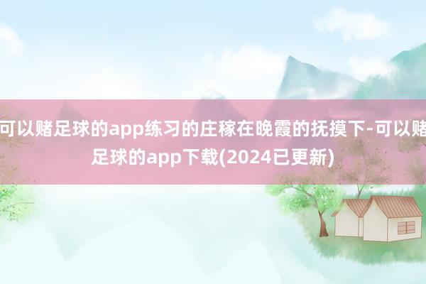 可以赌足球的app练习的庄稼在晚霞的抚摸下-可以赌足球的app下载(2024已更新)